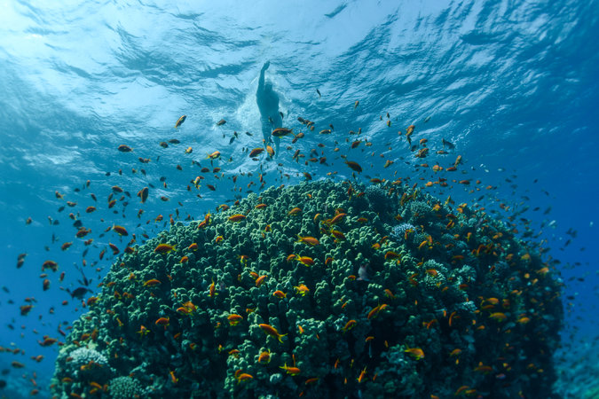 The author swimming over the Aqaba Marine Protected Area in the Red Sea.  (photo credit   Credit Kelvin Trautman )