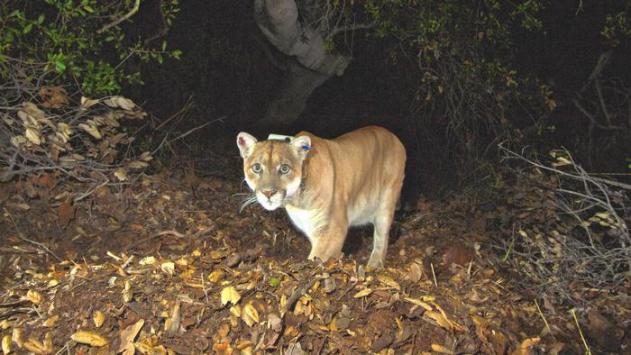 The mountain lion known as P-22, fitted with a GPS collar, is caught on camera on Griffith park. (National Park Service)