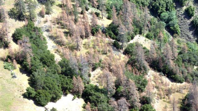 Pine trees in the Monterey Ranger District of the Los Padres National Forest. Photo credit: U.S. Forest Service