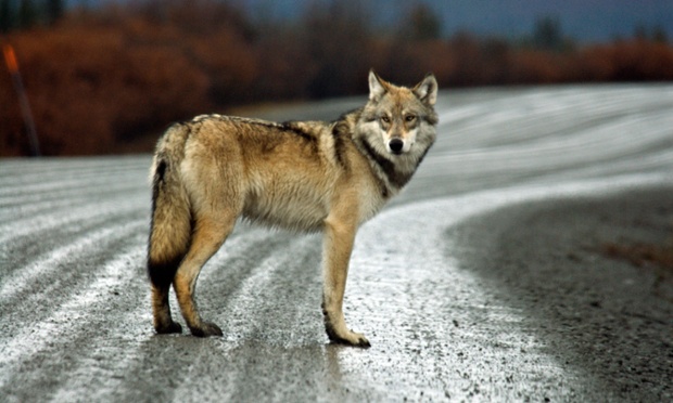 Wolf USA America United States North America Alaska Denali national park Gray Wolf wolf animal Canis Photograph: Alamy 