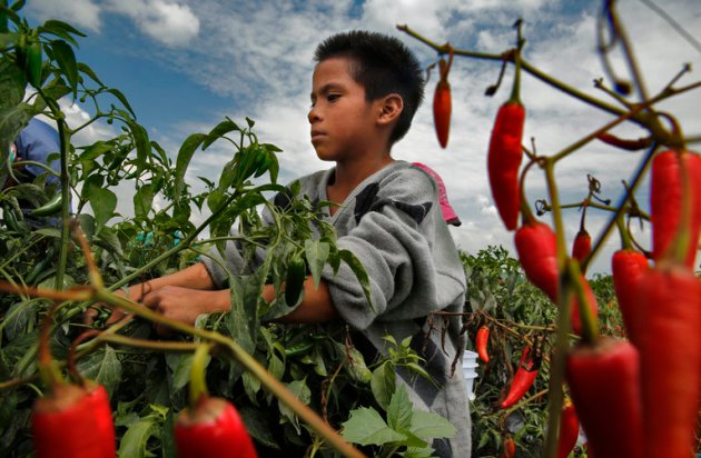 Pedro Vasquez, working the chile pepper fields near Leon, Guanajuato, is one of the estimated 100,000 Mexican children younger than 14 who pick crops for pay, according to the government’s most recent estimate. He is 9 years old.