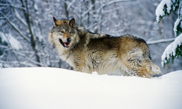 Gray wolves like Echo were released into Yellowstone National Park in Wyoming and the central Idaho wilderness in the mid-90s to restore their numbers in the northern Rockies. Photograph: Panoramic Images/Getty Images/Panoramic RR 