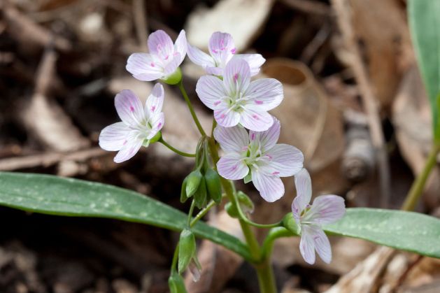 Eastern spring beauties (Claytonia virginica) at Radnor Lake in Nashville, Tennesssee