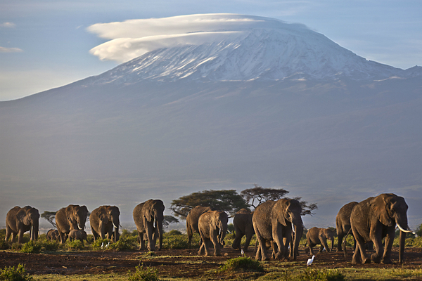  Adult and baby elephants walk in the dawn light, as the highest mountain in Africa, Mount Kilimanjaro, is seen in the background. A Chinese woman has been charged in a Tanzanian court with smuggling nearly 1.9 tons of ivory. 