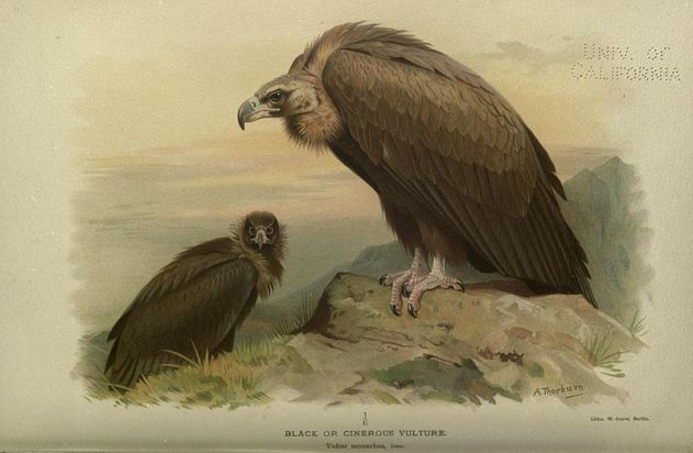 800px-Black_or_Cinerous_Vulture_ornithologyofstr00irbyrich_0168