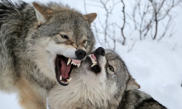  There are only an estimated 68 wolves in Norway. The 15 wolves to be hunted are lone wolves more prone to killing sheep. Photograph: Kevin Rushby 